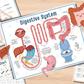 🔥Hot Sell 49% Off🧒Human Anatomy Busy Book